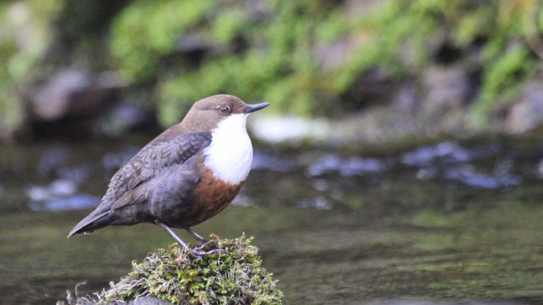 Dipper sitting on a moss covered rock alongside a river